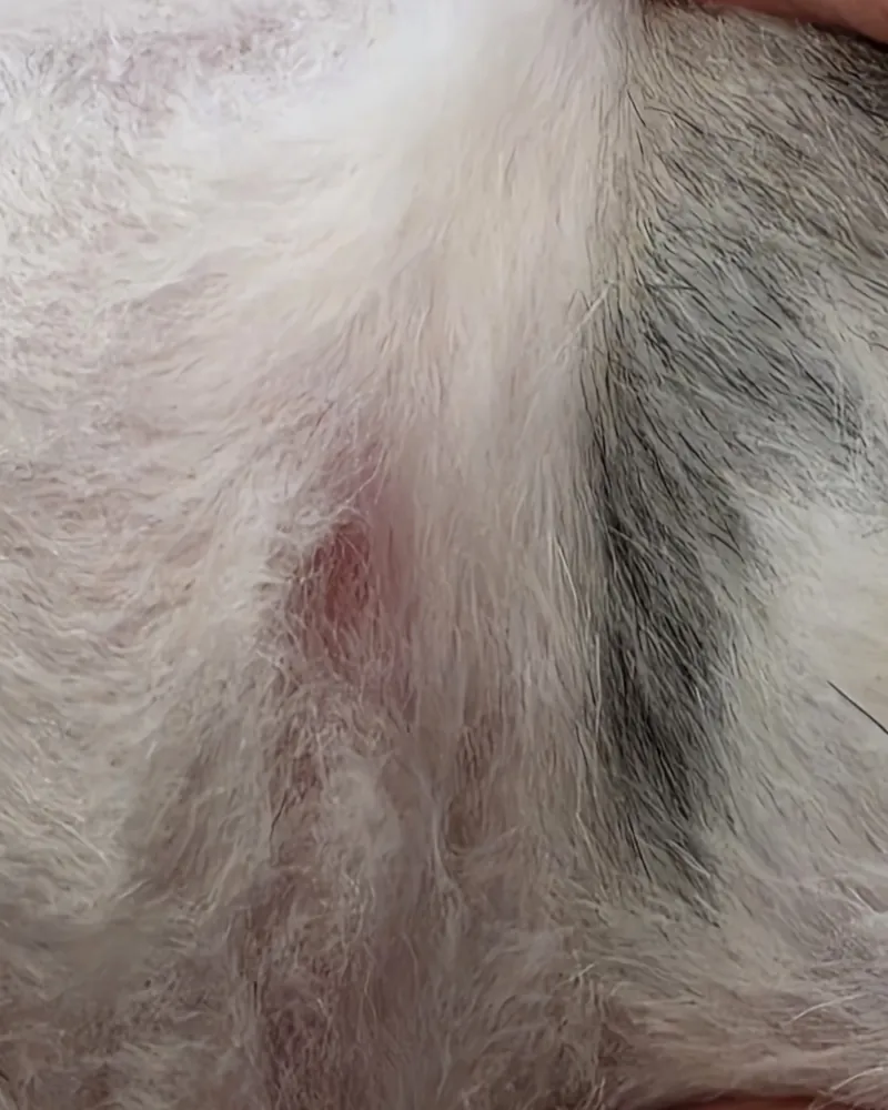 털을 젖힌 뚜띠의 피부에 붉게 올라온 염증